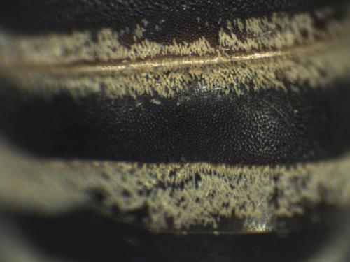 Réf. 334 050 : Colletes hylaeiformis